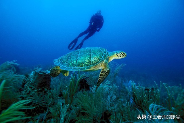 探秘珍稀动物,珍稀动物的传奇故事