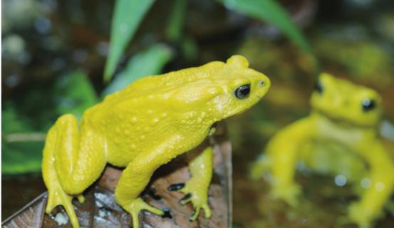 云南独龙江大量金蟾集结，网友：此乃祥瑞之兆，见金蟾就发大财！