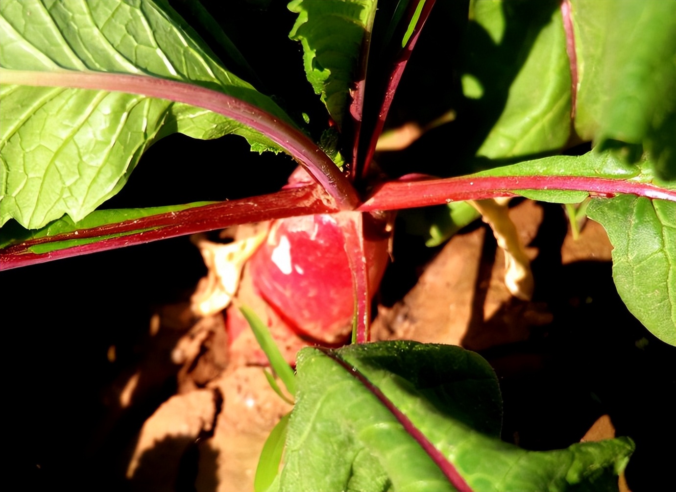 体检·小酌·途中·公园·侄女·其它