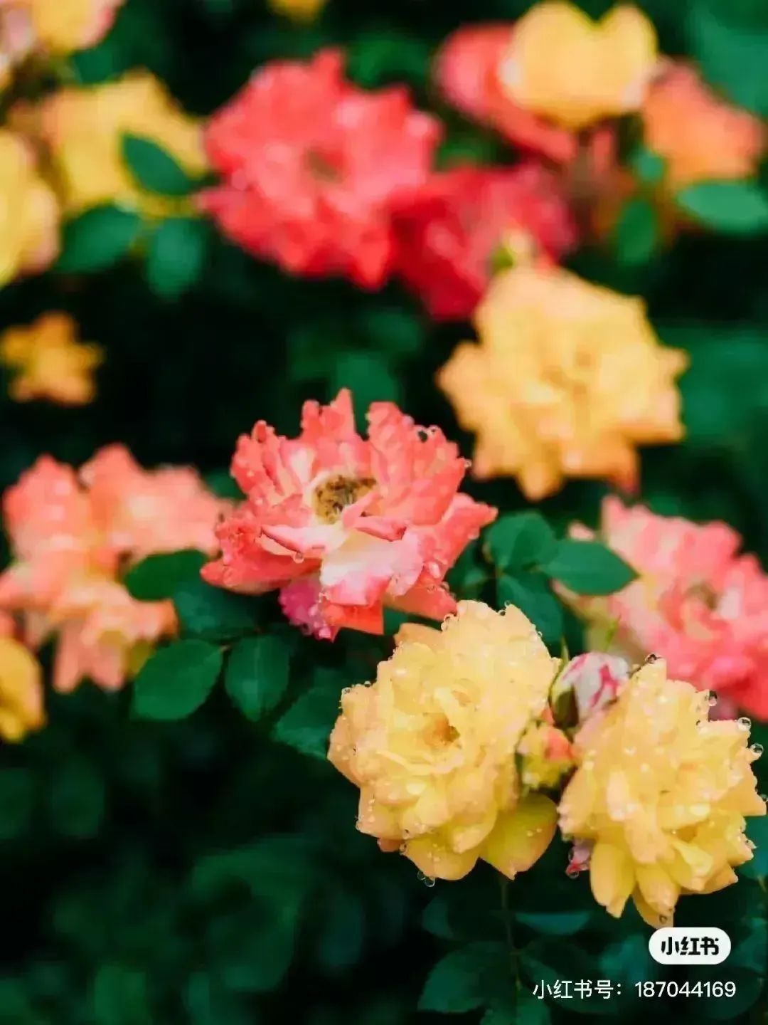 月季花开娇艳无比,月季花开得正烂漫