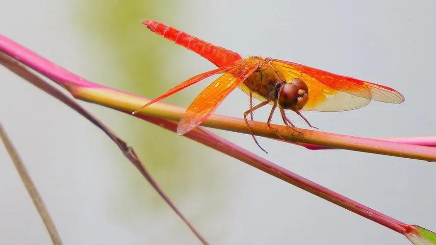 初秋：想起“洋叮叮”尾巴长