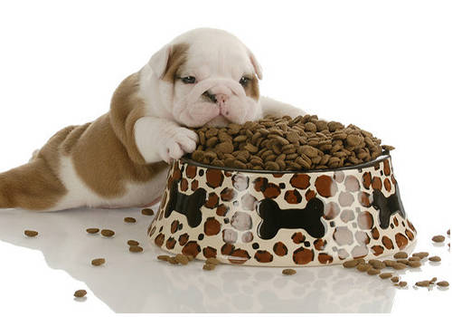 狗狗呕吐打哪种止吐针,狗狗呕吐吃什么药可以止吐