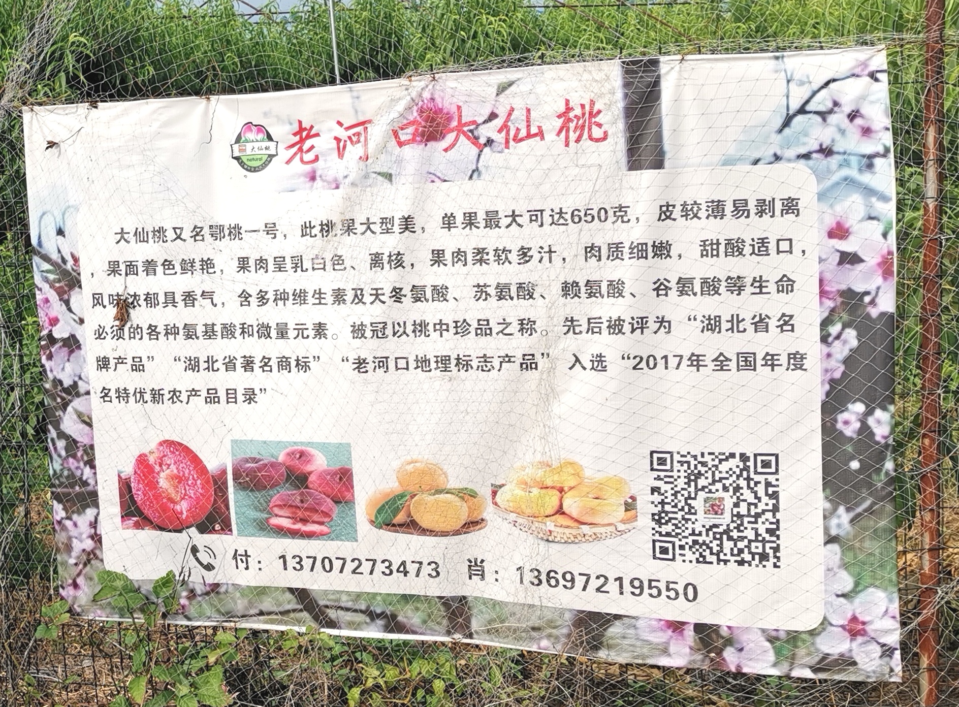 襄阳老河口市乡村振兴有哪些项目,湖北省老河口市乡村振兴工作重点