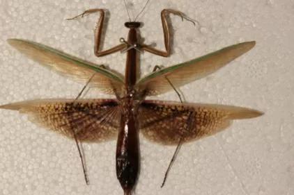 螳螂吃掉自己丈夫的头,螳螂为什么吃掉配偶螳螂吃蛇