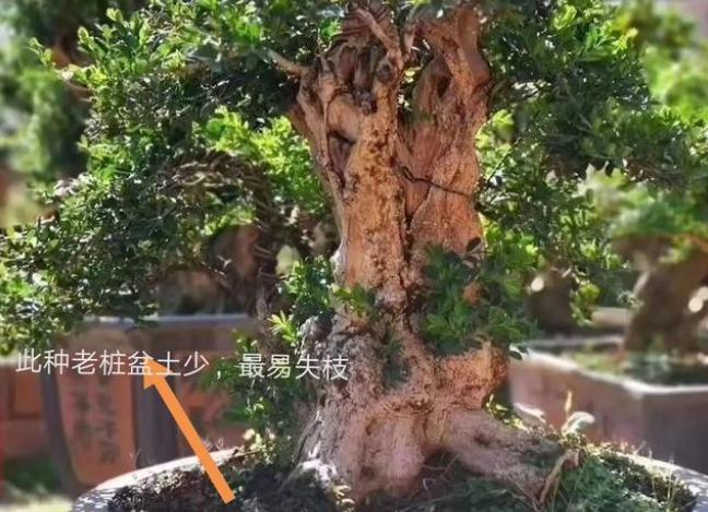 黄杨盆栽忌讳,小叶黄杨树皮有一半枯了怎么处理