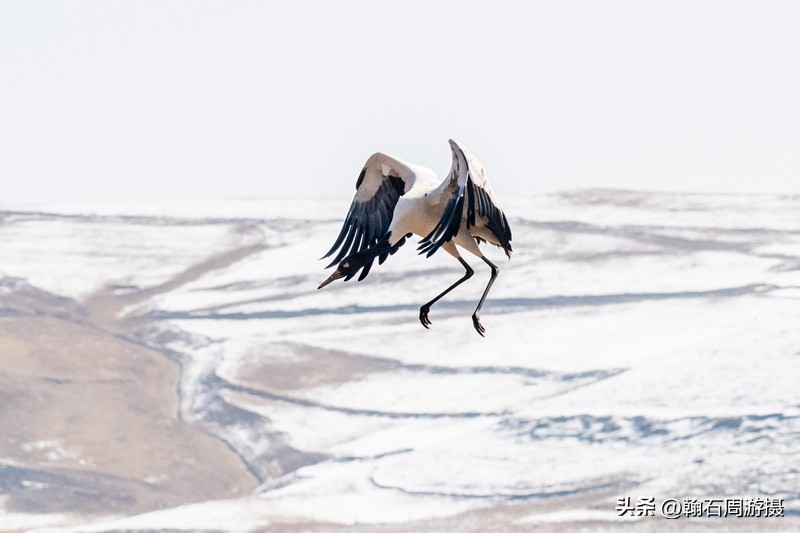 高原精灵黑颈鹤越冬之地——大山包（云、藏自驾旅行纪实之一）