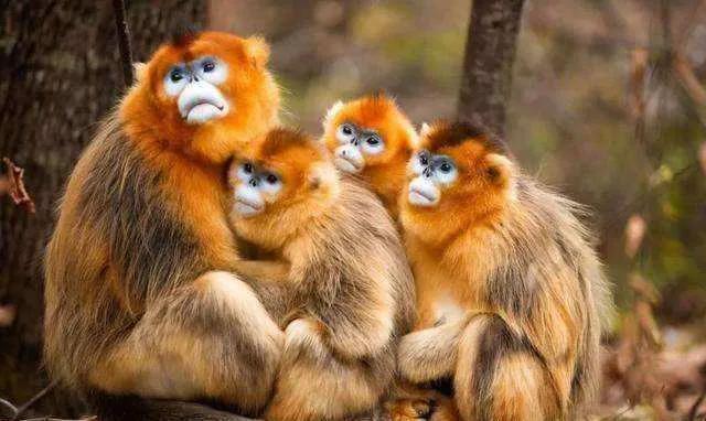 国宝金丝猴你想介绍什么,金灿灿的金丝猴