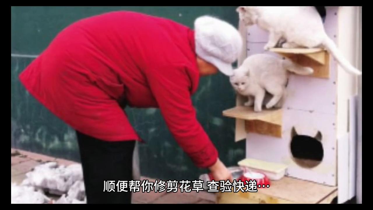 观察猫咪的一天,观察猫咪的成长变化