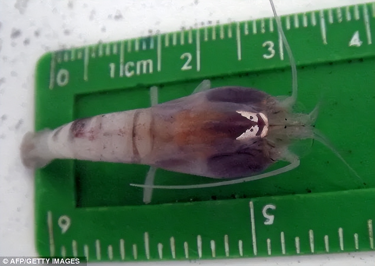 海底火山口的虾不能煮熟吗,450度虾能煮熟吗