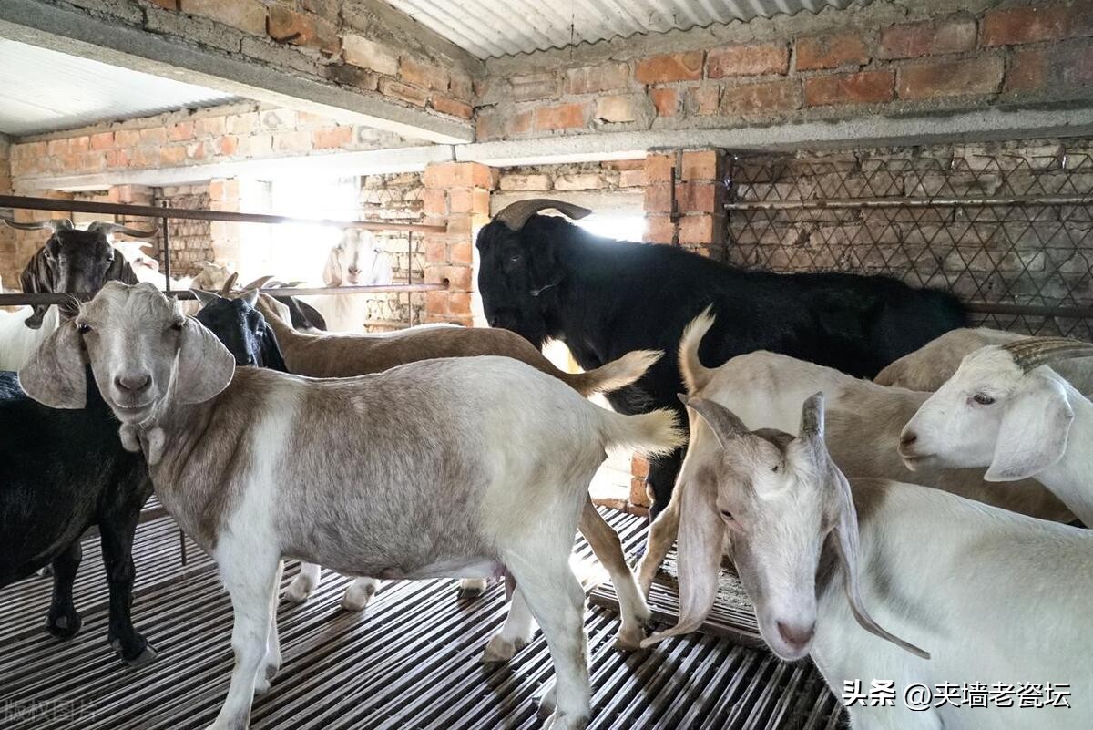 退休老人创业赚钱吗,退休后想在农村创业做什么好