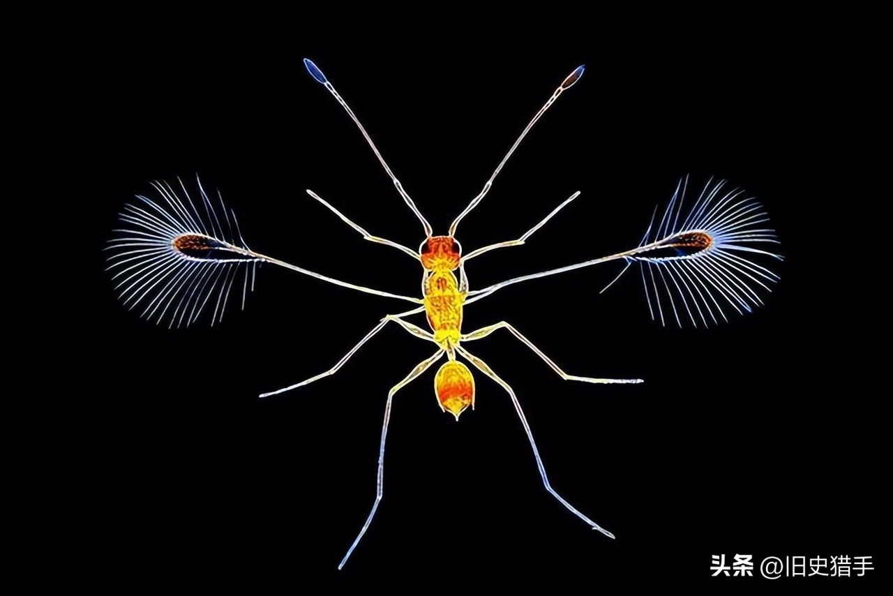 22个让人细思极恐的事实,13个关于动物的荒谬事实