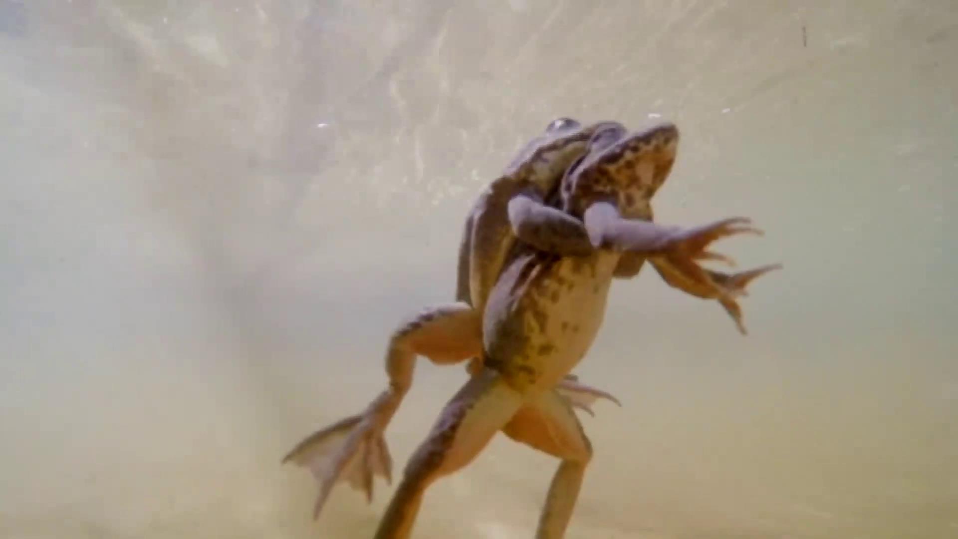 养林蛙收入,养林蛙的小伙