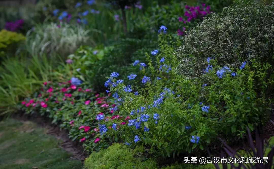 焕新乐园未来5年规划,湿地公园改造前后对比