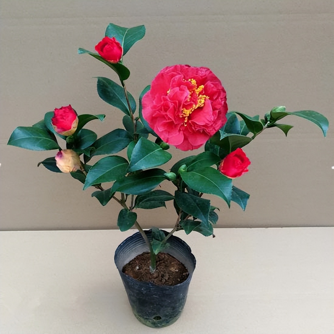 金弹子公母果有区别吗,金弹子分公母树