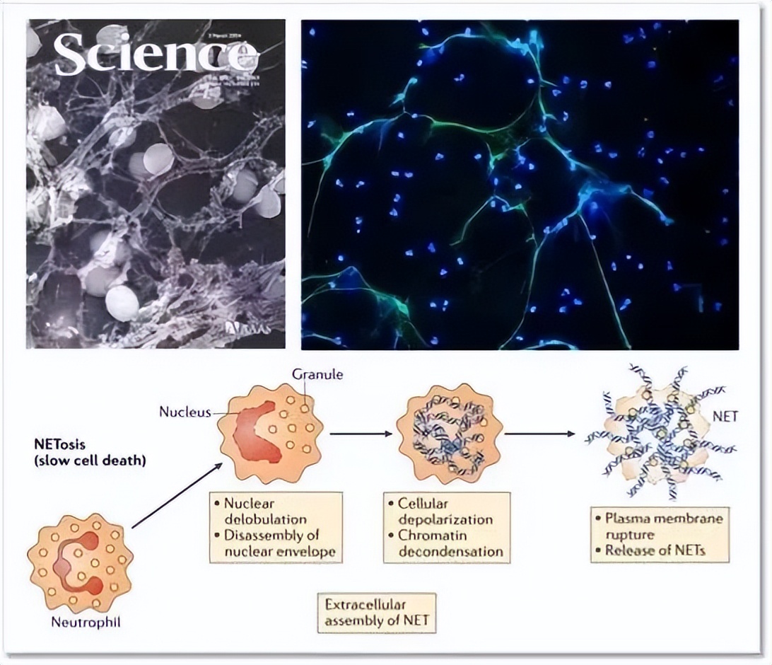 陈志海教授最新报告,陈志海坐诊时间