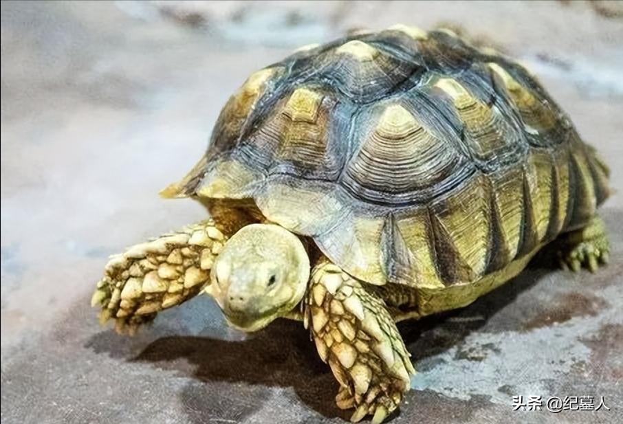 北京男子捡到乌龟养了8年,男子在野外捡到乌龟越长越不好