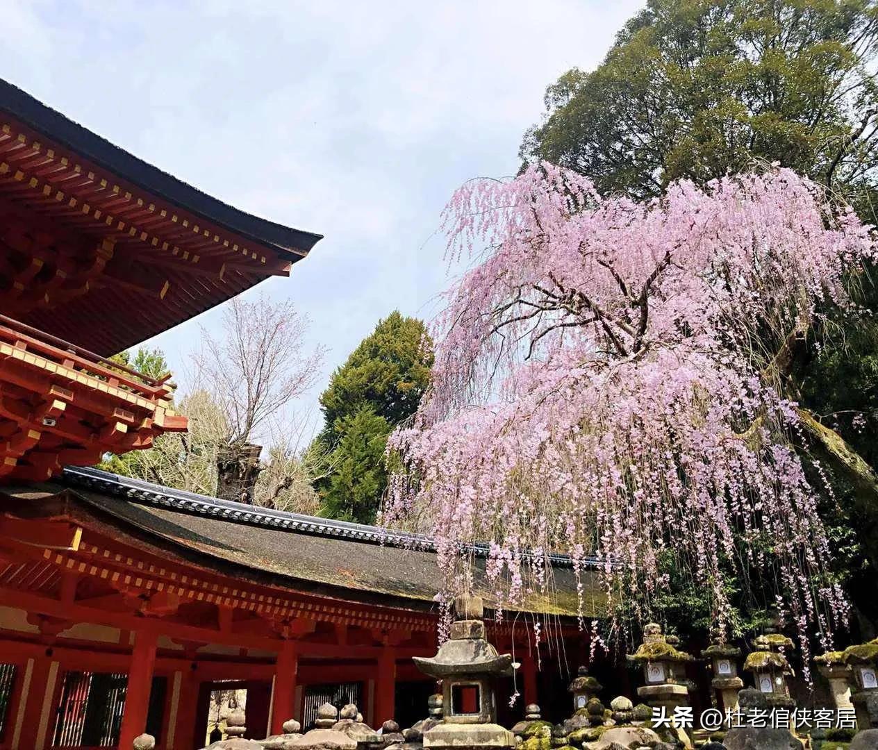 日本京都奈良之行,日本奈良大阪东京八天之旅