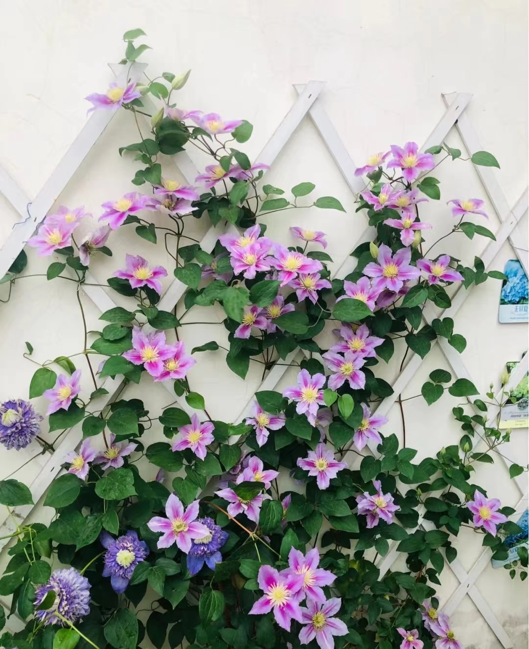 买保险刚过犹豫期后悔了怎么办,买了保险在犹豫期想退怎么操作