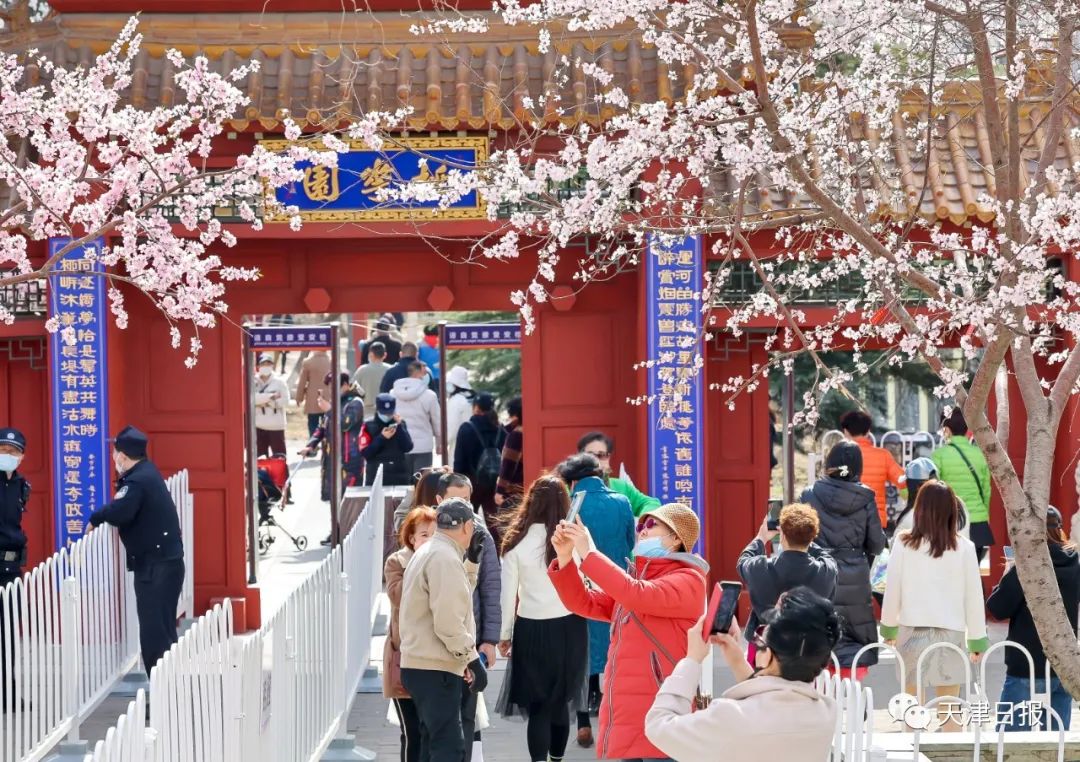 今年天津的桃花堤的桃花节是几号,天津桃花节旅游线路推介