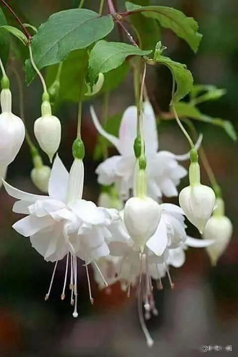 花朵壁纸横版,花朵招财壁纸