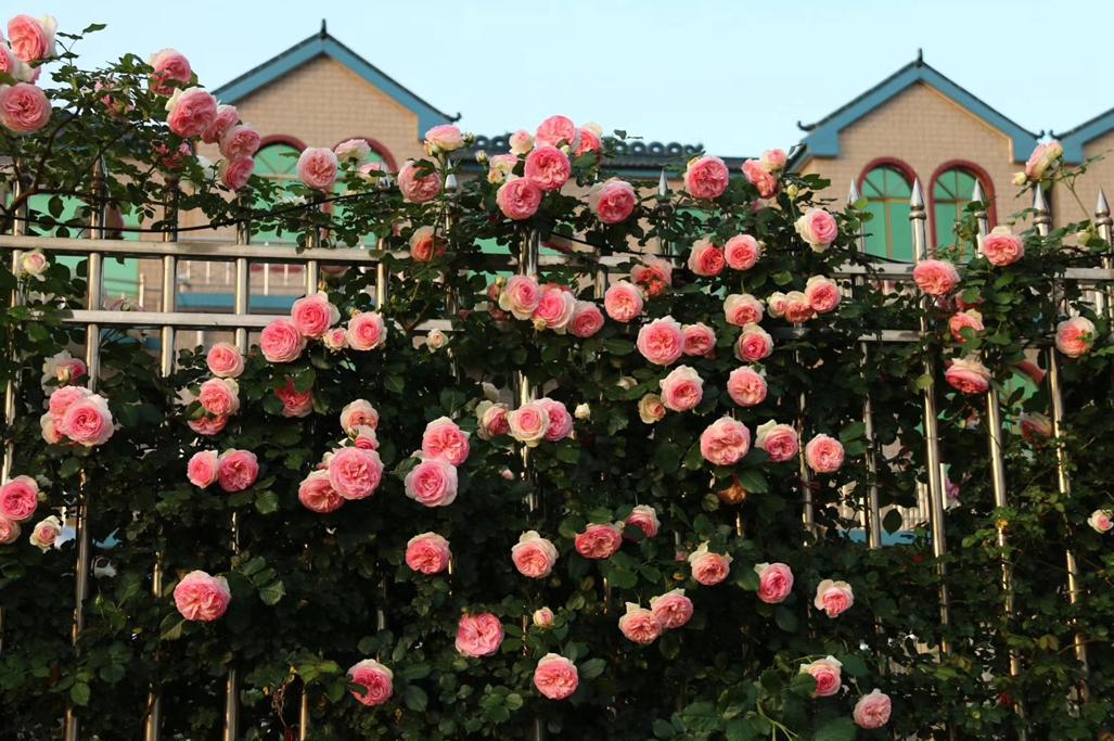 什么花做花墙最好种植,打造花园阳台推荐养什么花