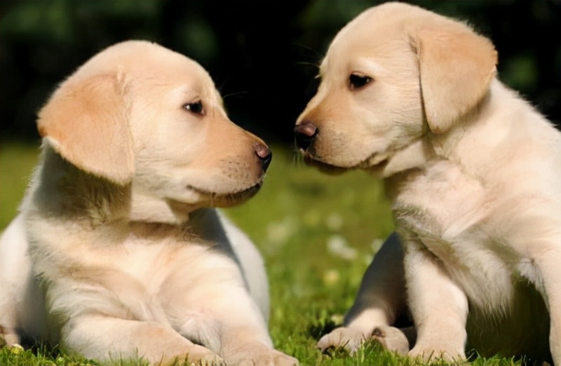 什么颜色的拉布拉多好,拉布拉多脚毛和身上毛颜色不一样