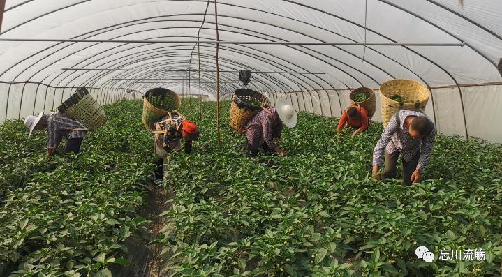 烟火人间藁城,烟火人间高唐