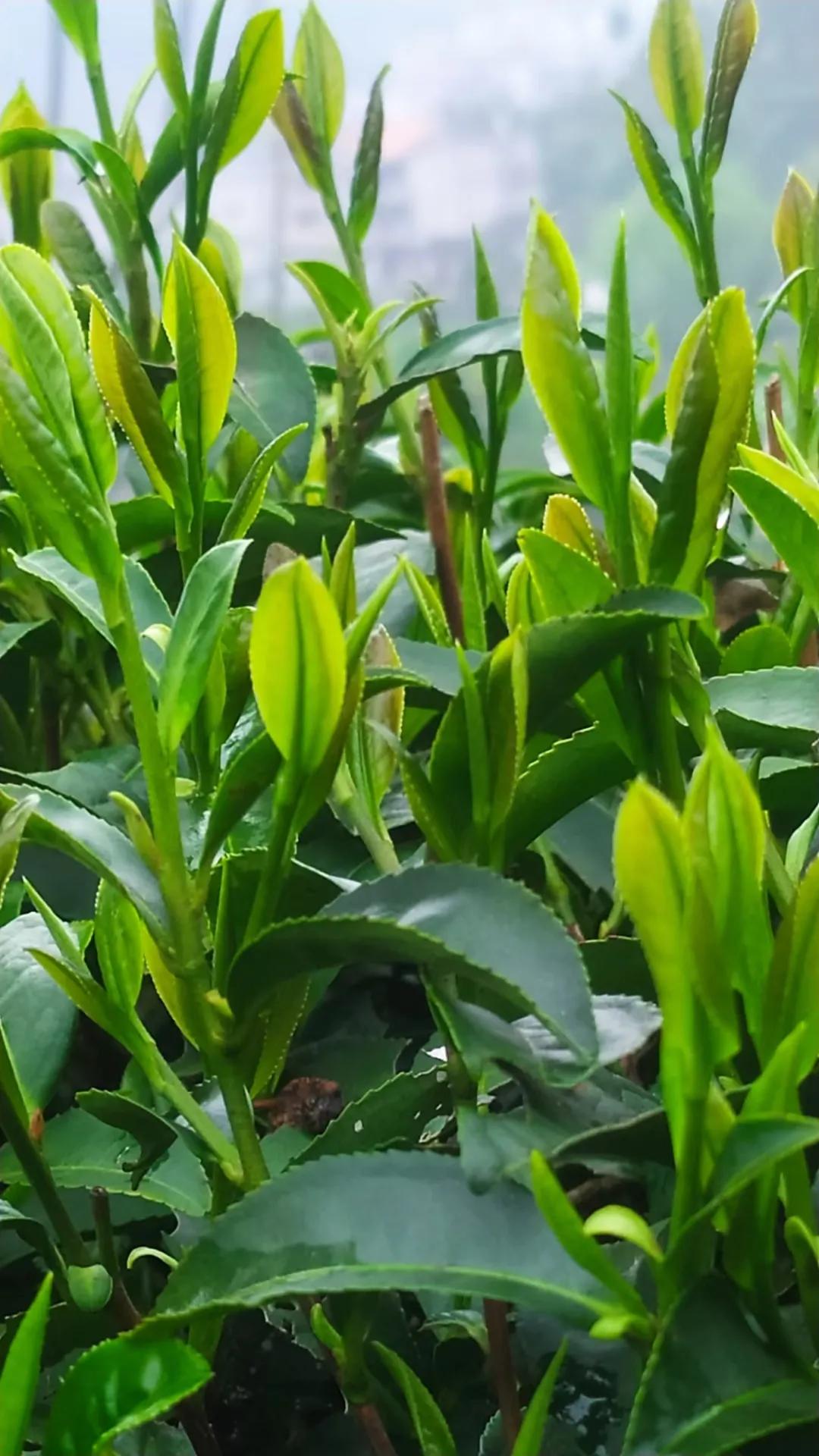 雨前茶和谷雨茶的区别,雨前茶一般是什么茶