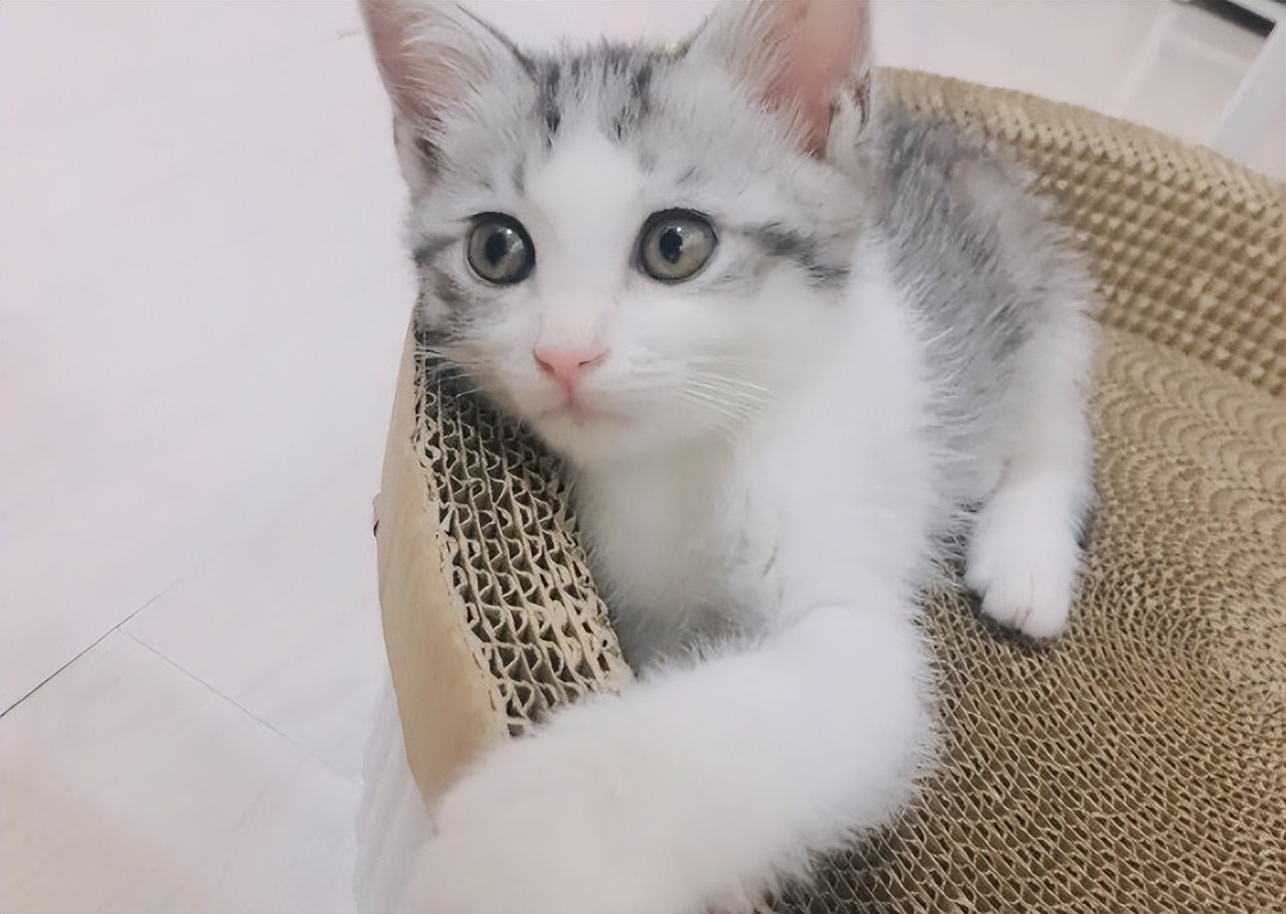 猫咪几个月吃鱼油最好,多大点的猫咪可以开始吃鱼油