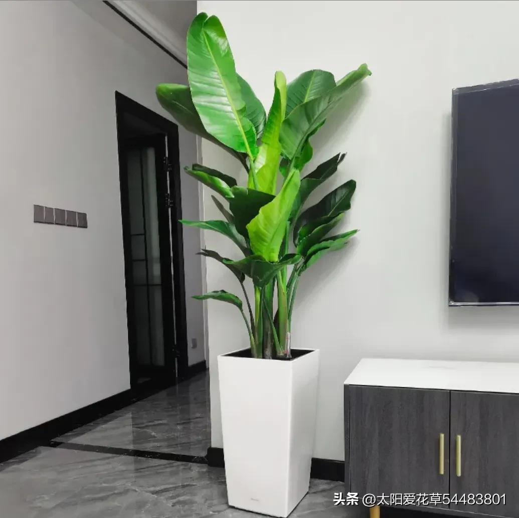 客厅常绿盆栽小型,适合室内养殖的大型常绿植物