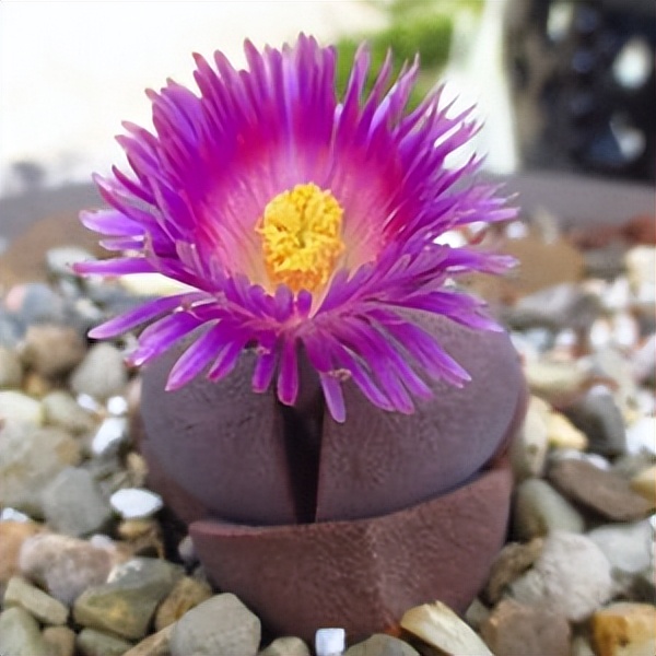 102个大类近500个多肉植物图片，都极其美丽，建议在家中也养一盆