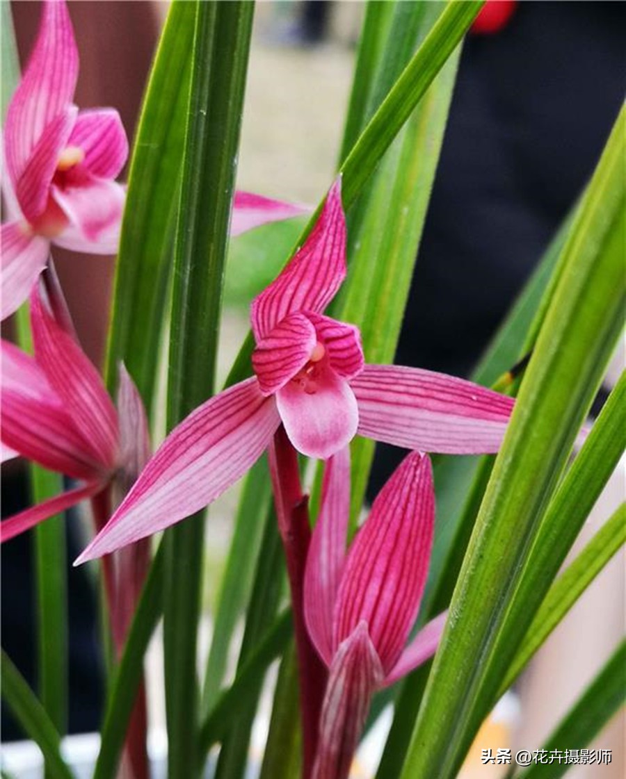 经典永流传！它是国兰“第一红”，珍贵又稀少，懂兰人视它为珍宝