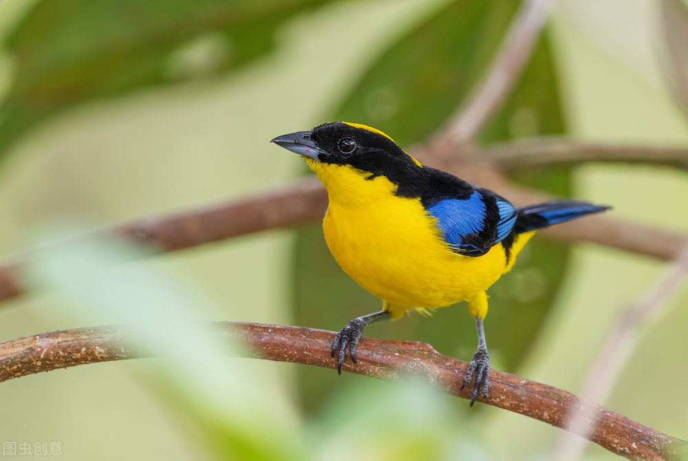 最美罕见的小鸟,全世界最罕见的小鸟