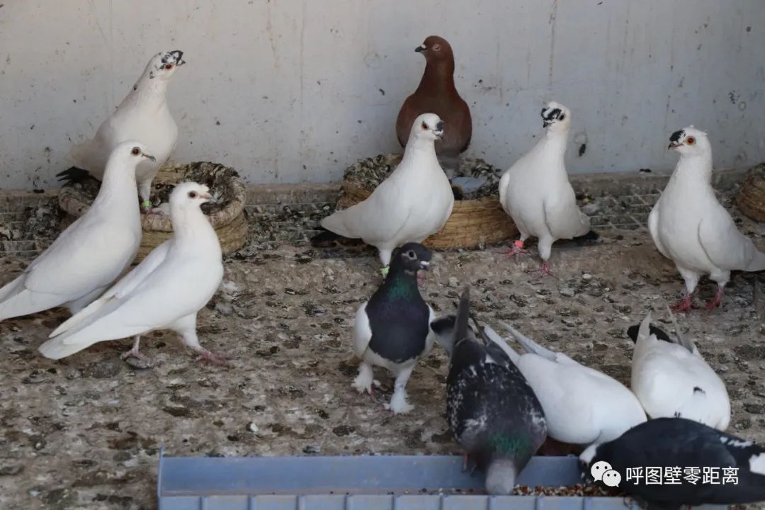 乡村振兴产业养殖介绍,乡村振兴养殖种植一体化