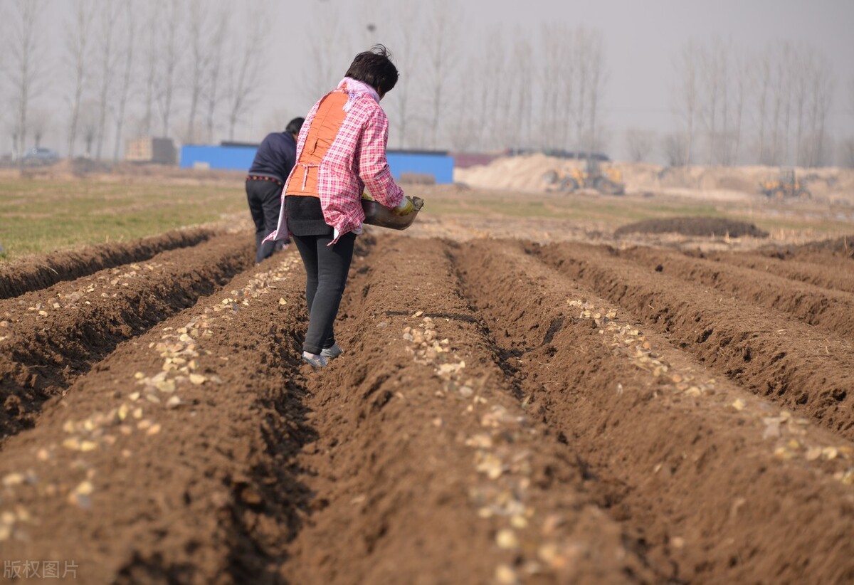 春土豆怎样种植和管理,春土豆种植怎么整地