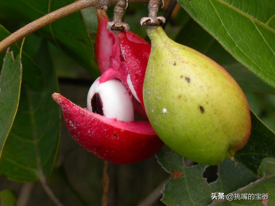 建国首日就与我国建交的非洲穷国，8种罕见水果，你见过几种
