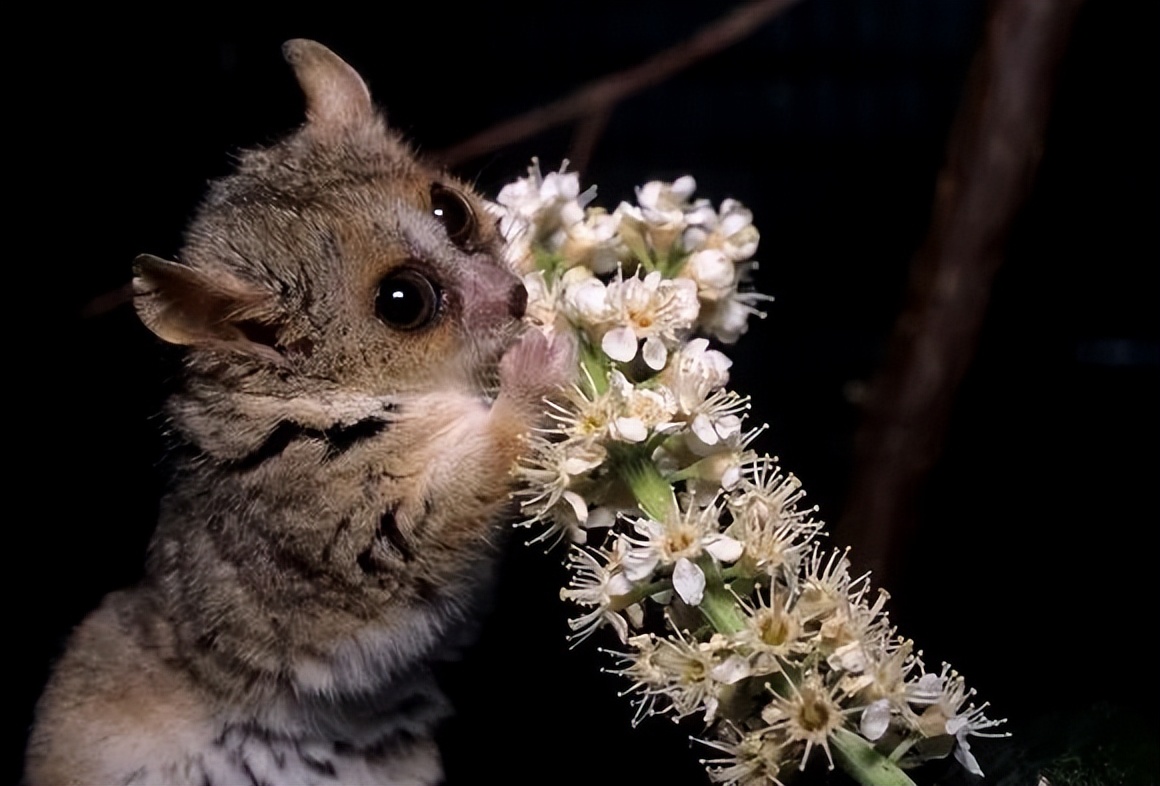 可爱妖娆的小精灵，超过瘾|这里的狐猴也太好撸了吧！