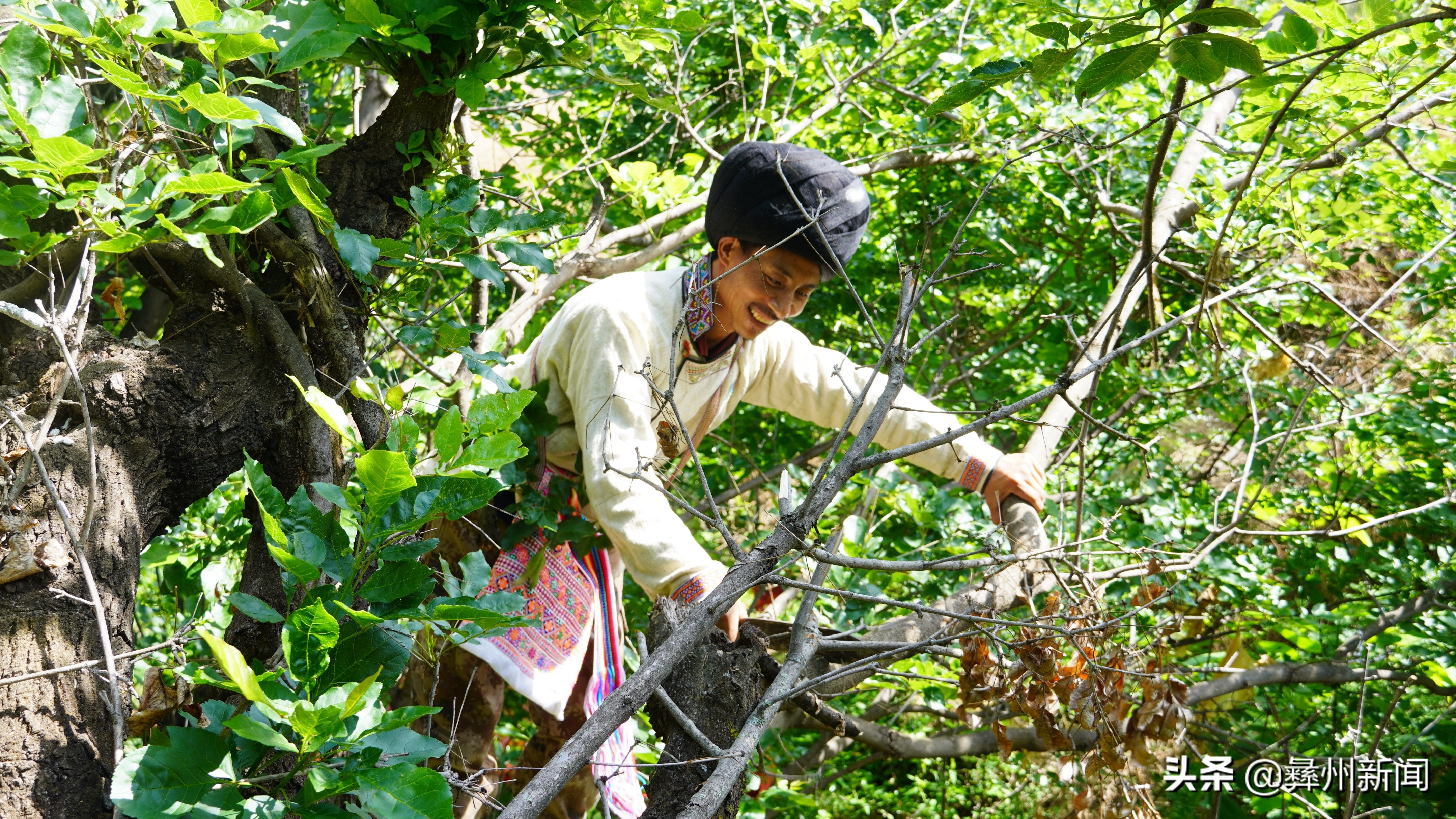 四川德昌：再见是蜡虫探秘消失已久的白蜡制作技艺