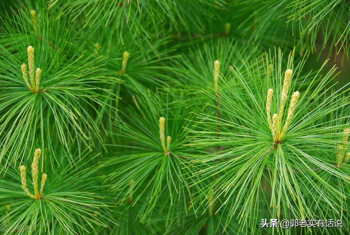 五行学中木的特征是什么,五行基础知识大全视频