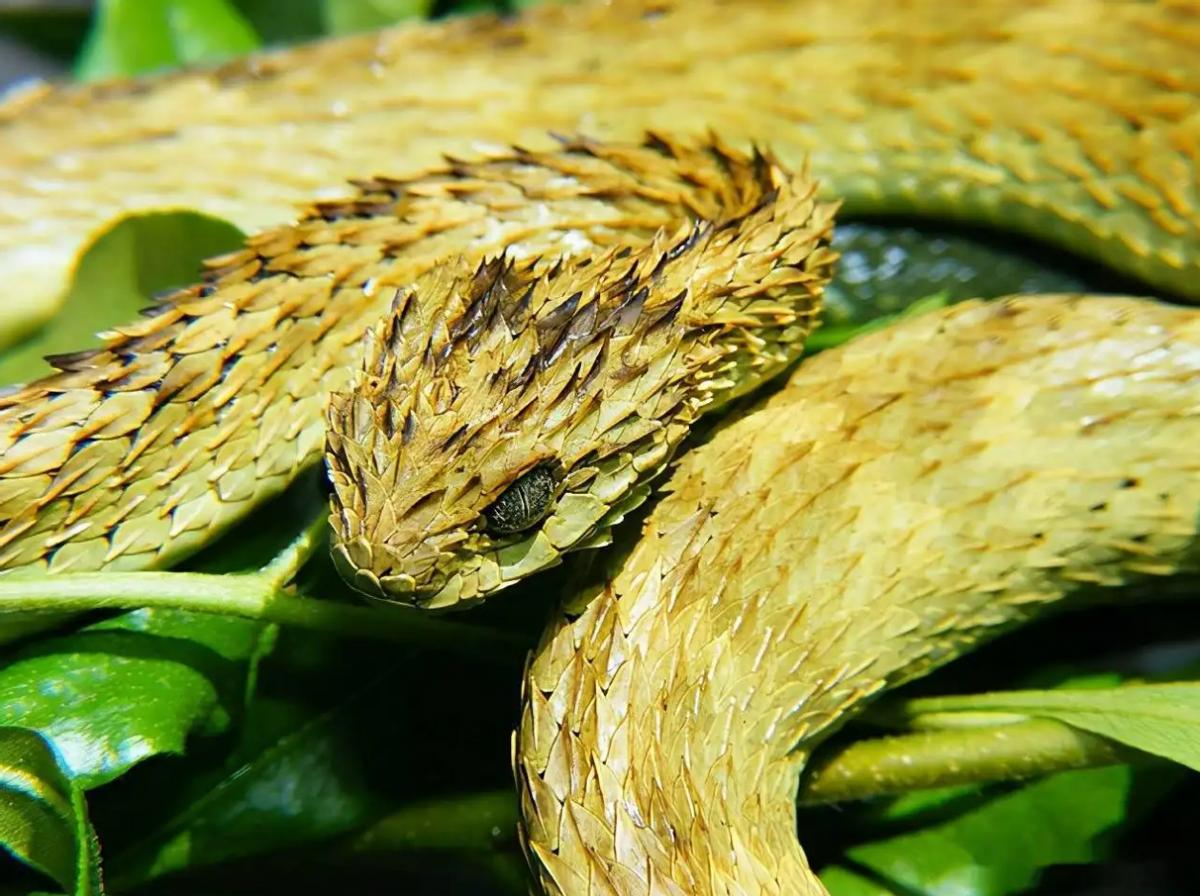 与蛇同吃同住？“中国第一蛇村”养300万条蛇，蛇王靠它收入千万