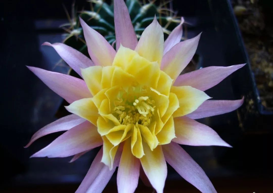 200种·仙人球开花图鉴，大开眼界，美到爆