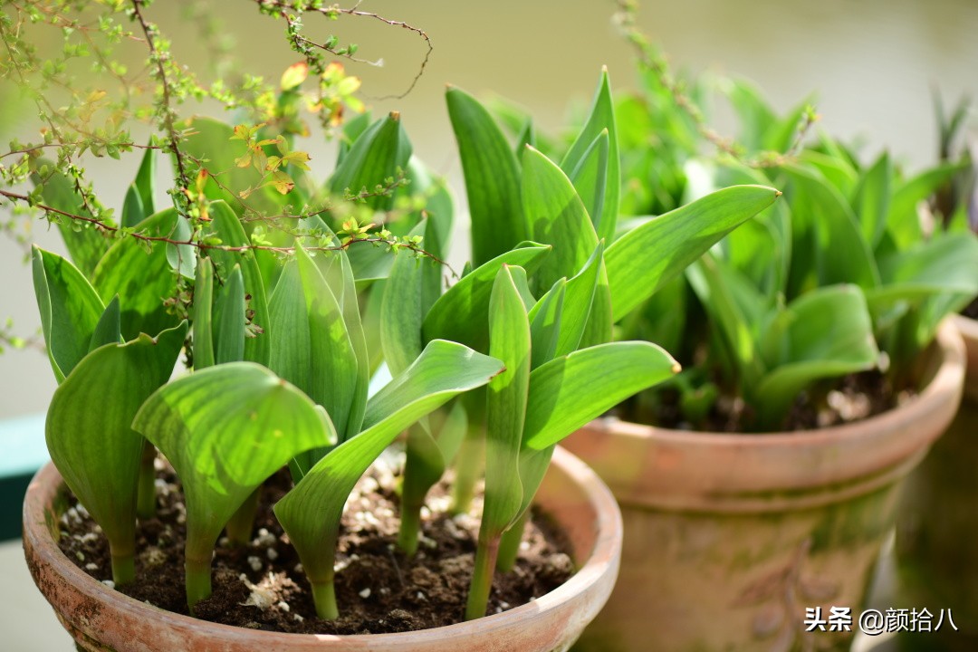 倏然而至的郁金香花季，第一波|园丁