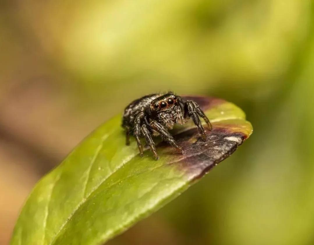 可爱动物照片合集,澳大利亚动物合集