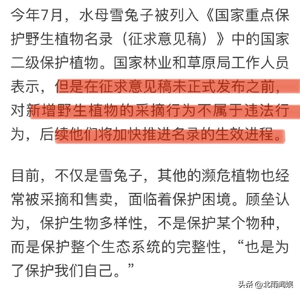 主播采摘二级保护植物“水母雪兔子”，研究员：样本都舍不得摘