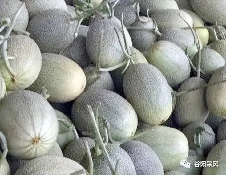 固镇美味香喷喷的小香瓜,话说固镇之722)