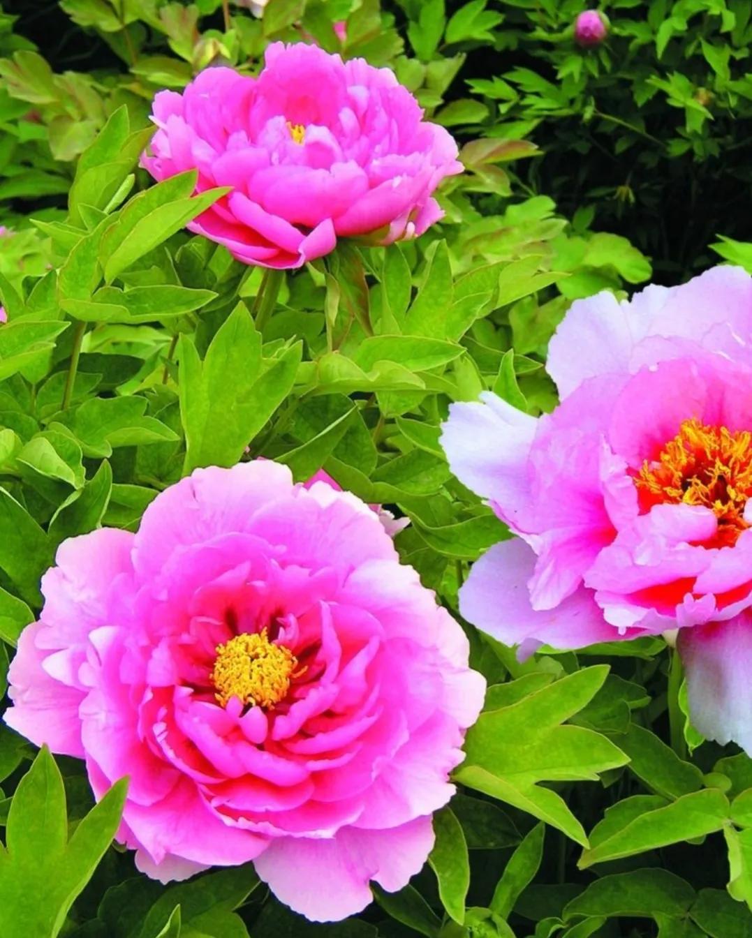 鍐峰鐨囧悗椹惧埌,鍐峰濞樺椹惧埌