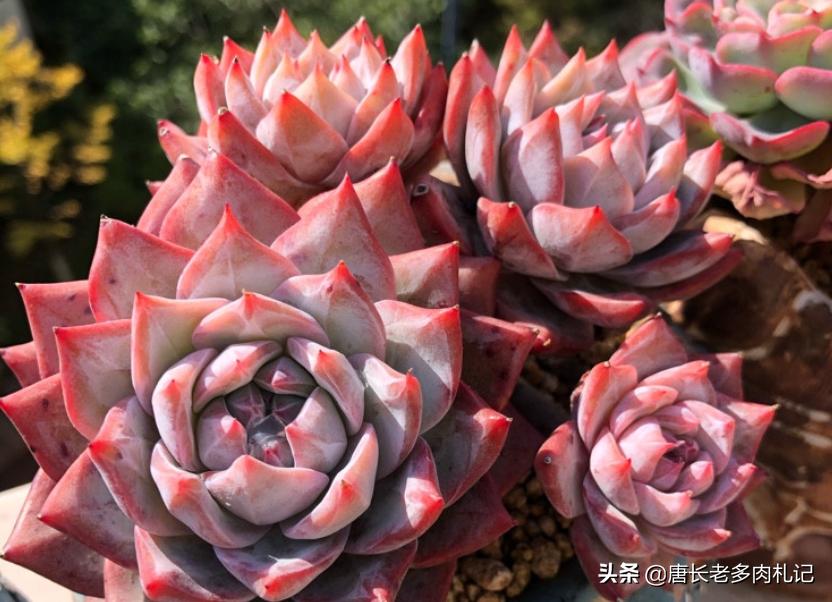 多肉水浇多了又赶上连雨天怎么办,多肉水浇多了的处理措施