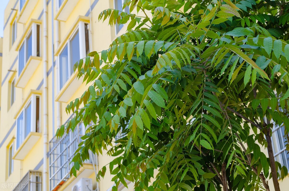 臭椿树和香椿树能串味吗,臭椿与香椿能吃吗