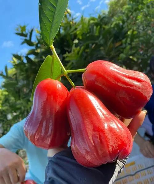 莲雾果有啥营养价值,莲雾的营养价值