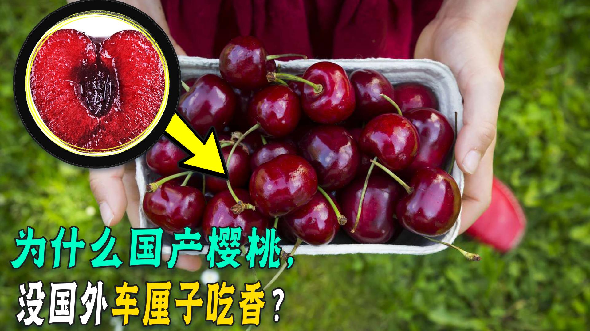 车厘子这么贵和樱桃到底有啥区别,车厘子在中国是什么樱桃